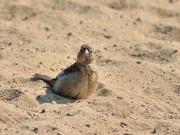 <h3><a href="/trips/helgoland/biota/animalia/chordata/aves/040 passeriformes/113 passeridae/passer domesticus/passer domesticus-nl.html">Passer&nbsp;domesticus</a> / House&nbsp;sparrow / Huismus</h3>NIKON D7100 met AF-S Nikkor 300mm f/2.8G IF-ED VR II, 1/1600 sec  bij F5.0, ISO 160, afstand 11.8&nbsp;m